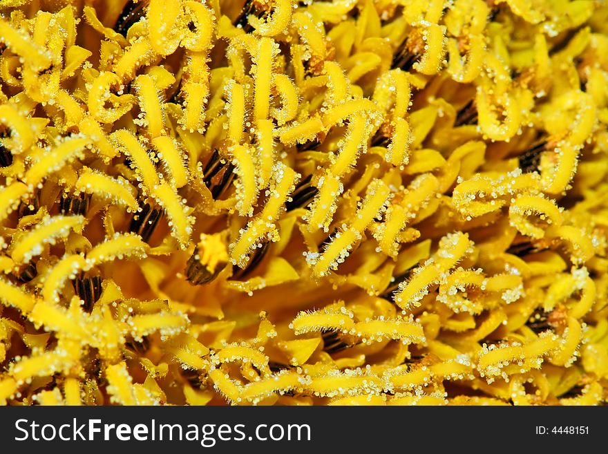 Abstract background of sunflower pollen