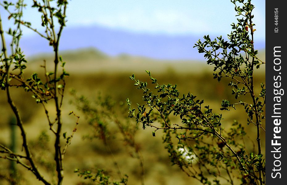 Desert Landscape (color)