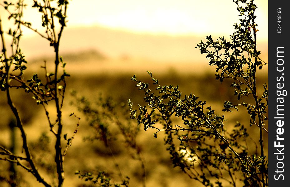 Desert Landscape (sepia)