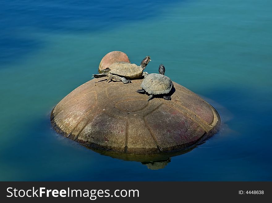 Turtles sitting on the big turtle rock in Golden Gate Park