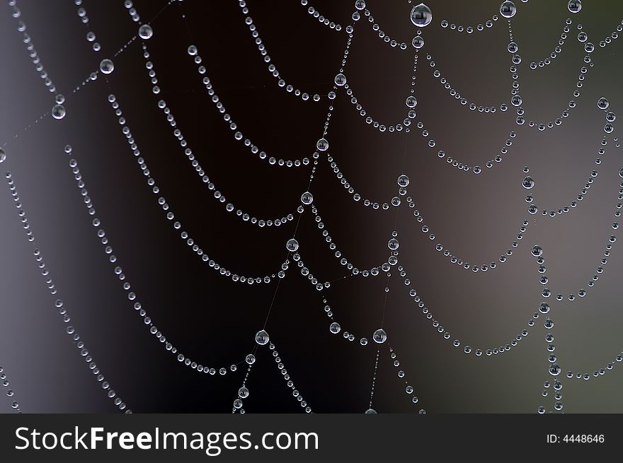 Shiny dew drops on the spider web. Focus is on the center and the right side of the picture. Shiny dew drops on the spider web. Focus is on the center and the right side of the picture.