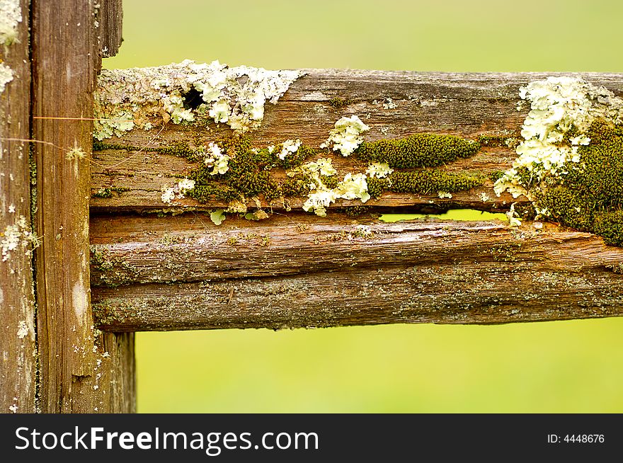 Image close up of a moss and Lichen covered Fence