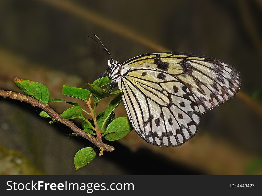 Mangrove Tree Nymph Butterfly In The Garden