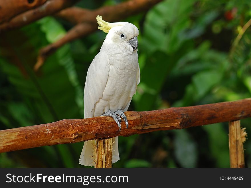 Colorful Parrot In The Garden