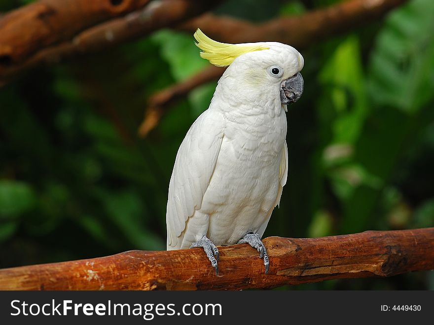 Colorful parrot in the gardens