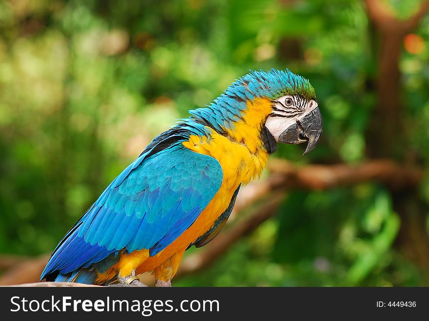 Colorful parrot in the garden