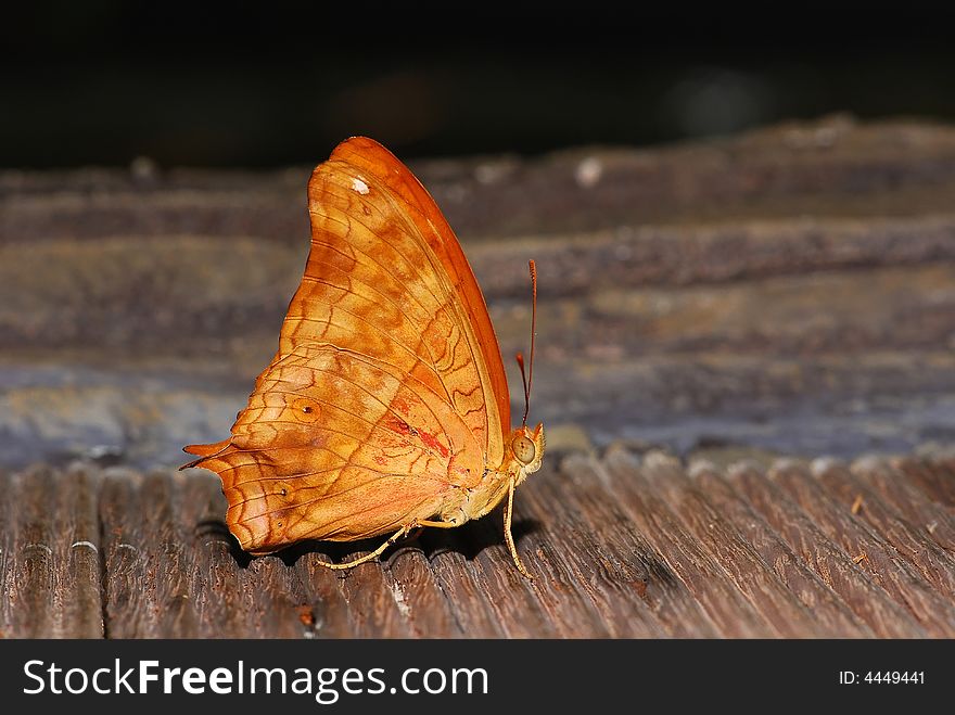 Colorful butterfly in the park