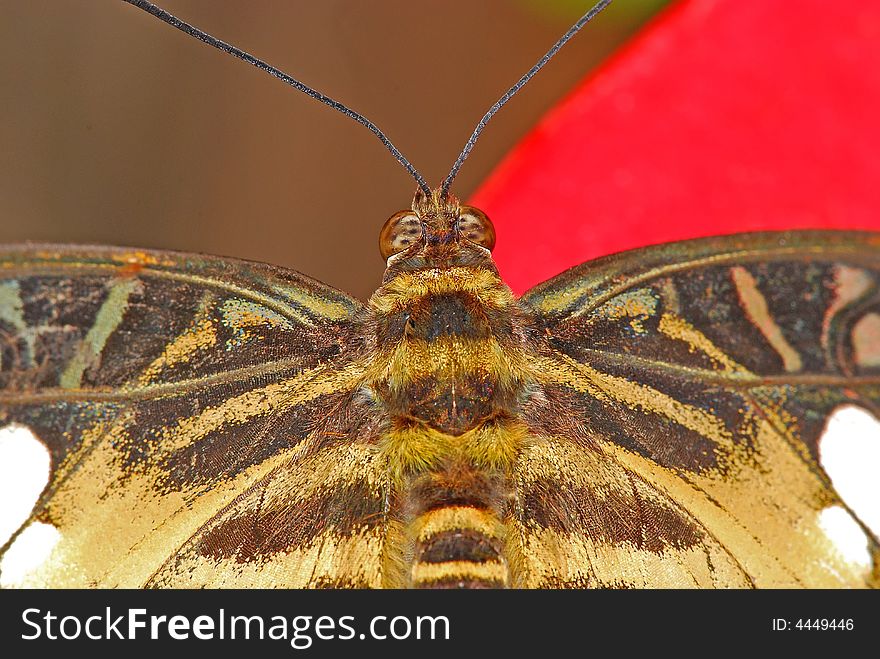 Butterfly head and eyes in the parks