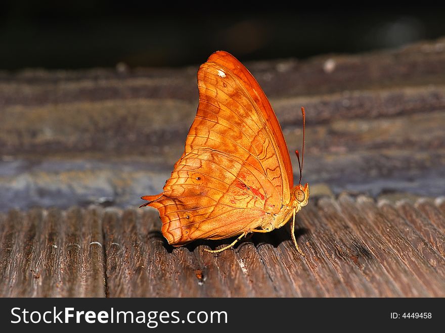 Colorful butterfly in the parks