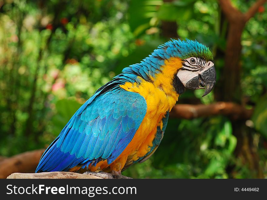 Colorful parrot in the gardens