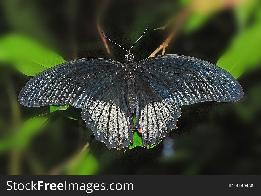 Black butterfly in the parks