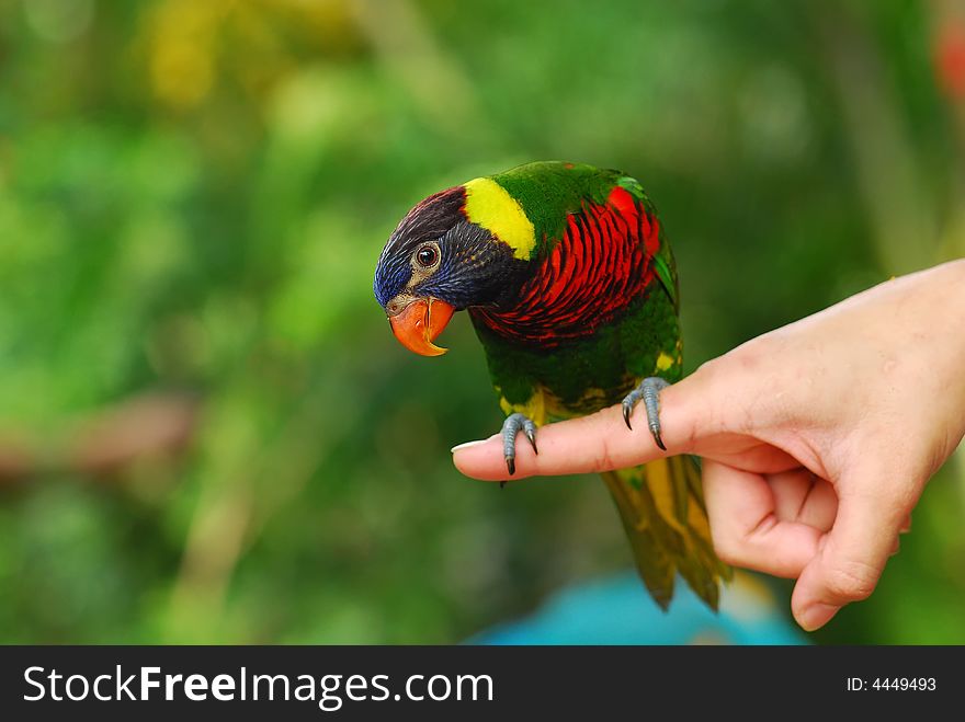 Colorful parrot and hand in the gardens
