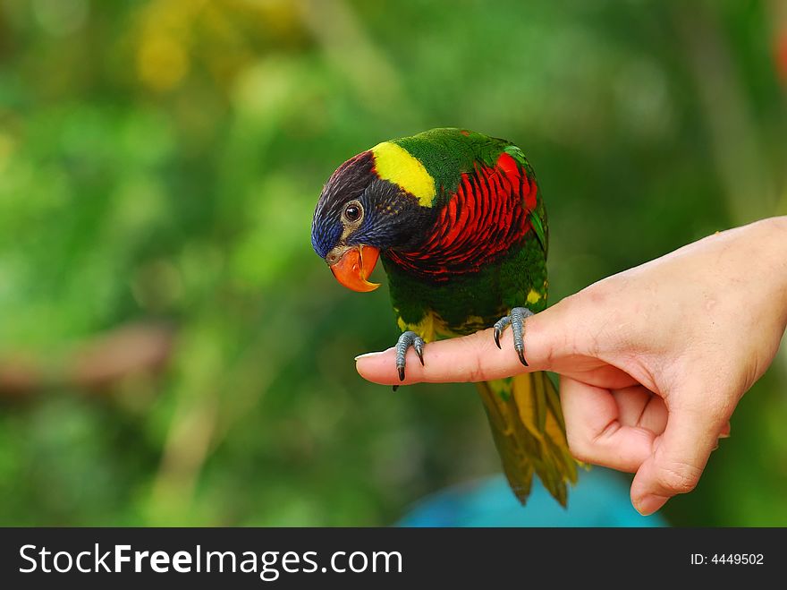 Colorful parrot and hand in the gardens