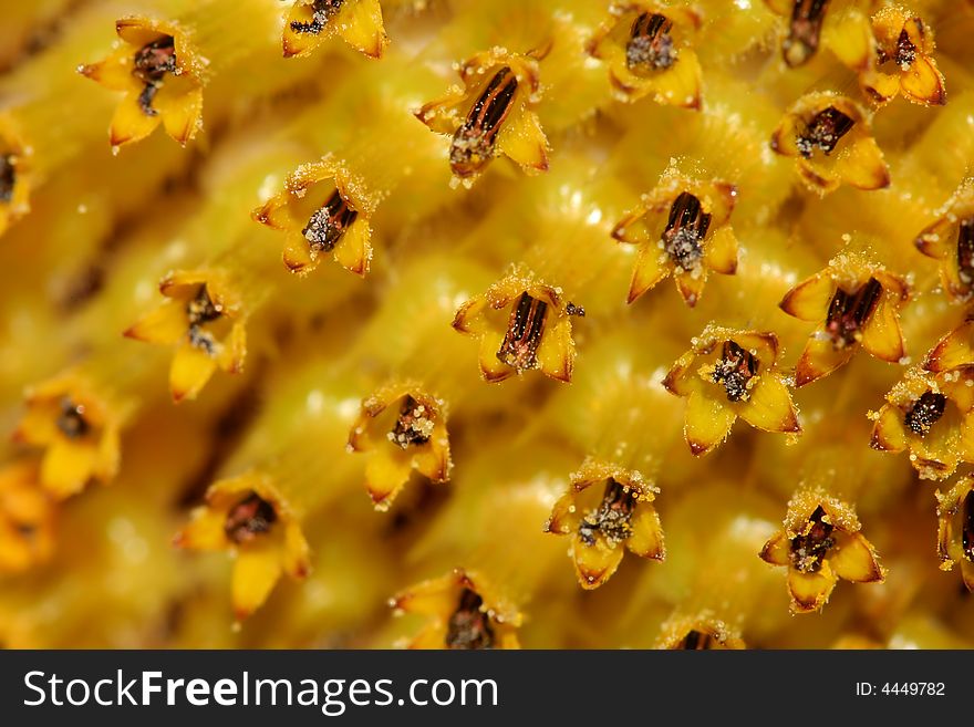 Abstract background of sunflower pollen
