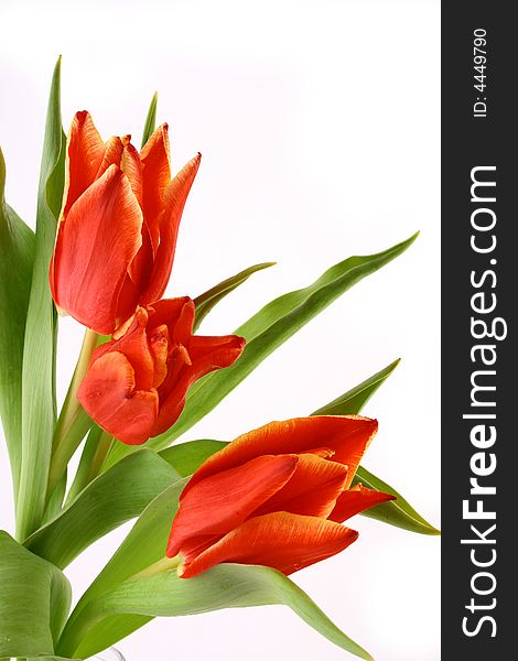 Red tulips isolated on white
