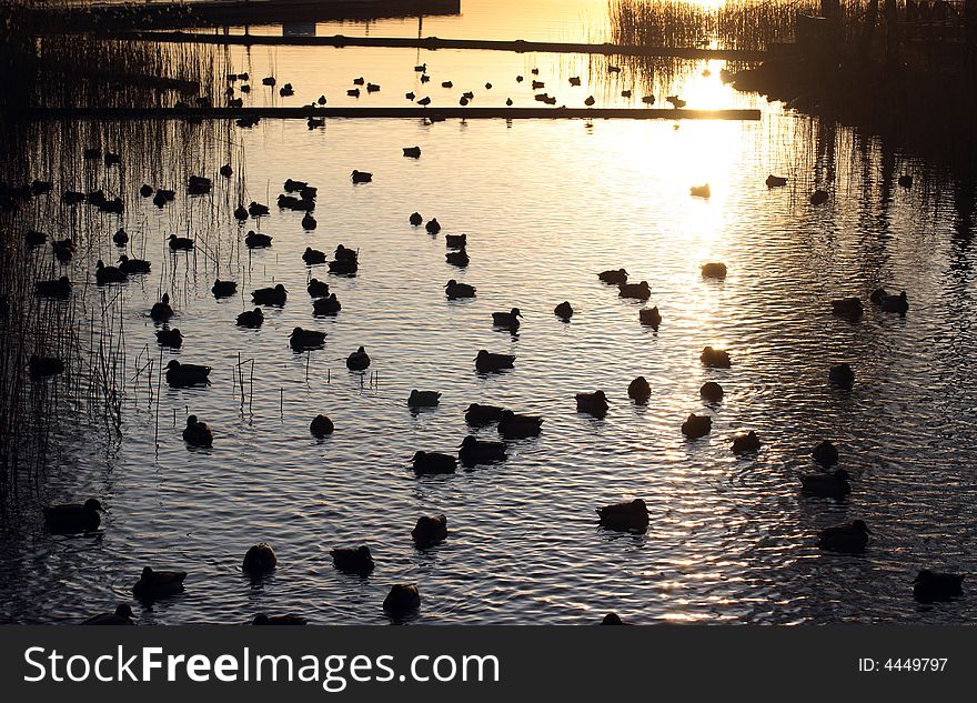 Birds in the morning waiting for the sun to rise