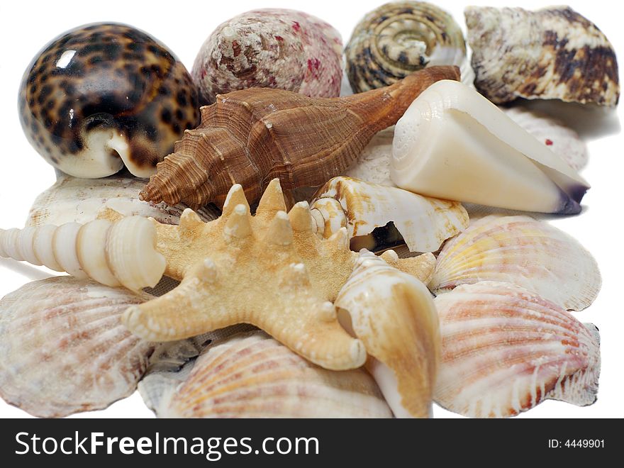 Stack of assorted seashells isolated on white