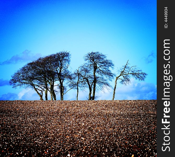 Bare Tree S In A Freshly Ploughed Field