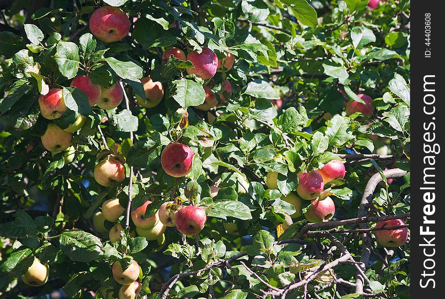 Apple tree with ripe apples on autumn day