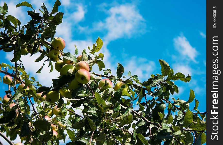 Branch with ripe apples on sunny autumn day