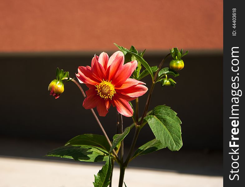 Bright red flower on summer day