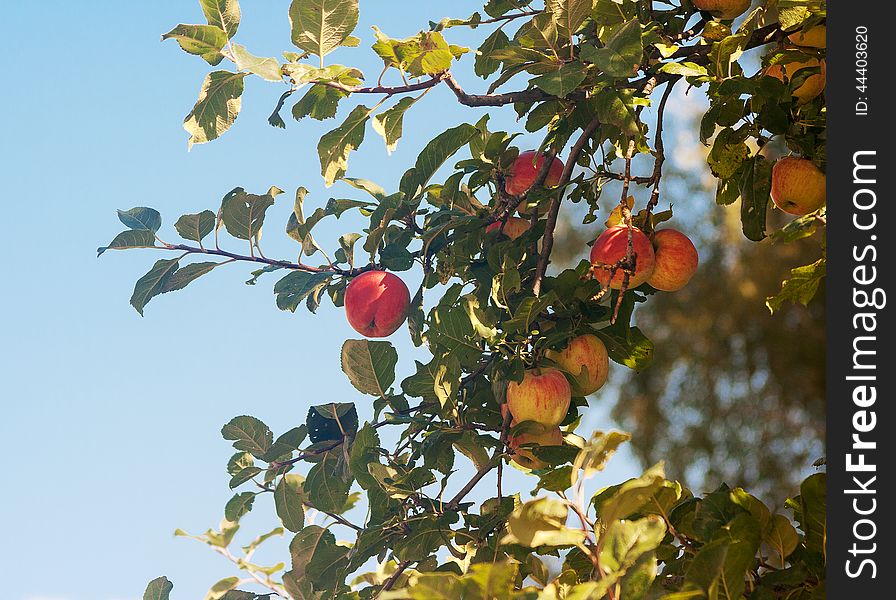 Branch with ripe apples in autumn