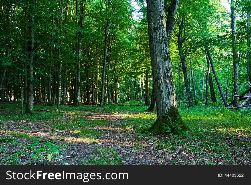 Forest Landscape In Summer