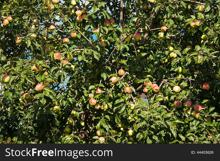 Apple tree with ripe apples on sunny autumn day. Apple tree with ripe apples on sunny autumn day
