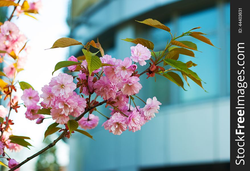 Blooming plum branch in the spring day