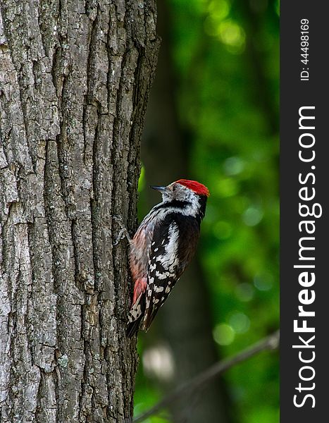 Woodpecker In The Forest
