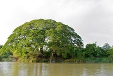 Tall Tree Growing On Mekong River Stock Photography Tall Tree Growing On Mekong River Stock Photography