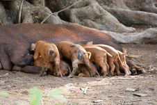 Hungry Little Pigs Royalty Free Stock Photography