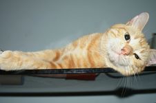 An Orange Cat Reposing Himself Royalty Free Stock Image An Orange Cat Reposing Himself Royalty Free Stock Image