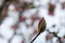 Magnolia Bloom Stock Photography Magnolia Bloom Stock Photography
