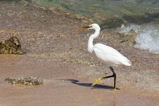 Walking Egret Royalty Free Stock Photo Walking Egret Royalty Free Stock Photo