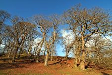 Winter Trees Stock Images Winter Trees Stock Images