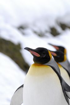 King Penguin (Aptenodytes Patagonicus) Stock Photos