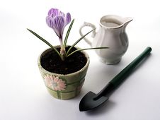 Growing Pickwick Crocus Stock Photography