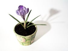 Blooming Crocus Flowerpot Royalty Free Stock Image