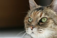Cat With Green Eyes Stock Photo Cat With Green Eyes Stock Photo