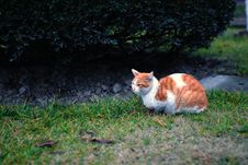 A Cat In The Campus Stock Photos