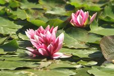 Pink Water Lilies Royalty Free Stock Image Pink Water Lilies Royalty Free Stock Image