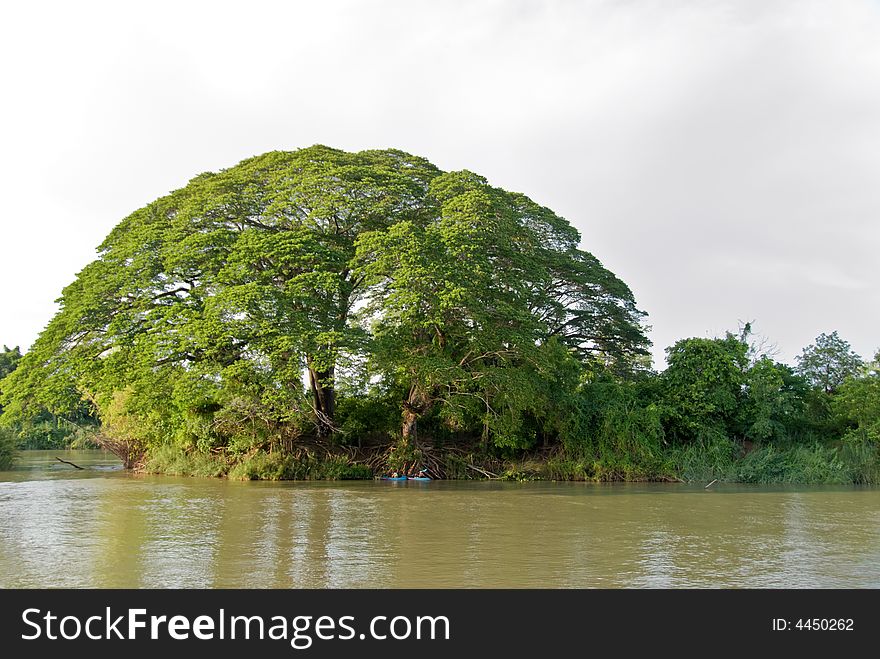 Tall tree growing on dirty mekong river. Tall tree growing on dirty mekong river