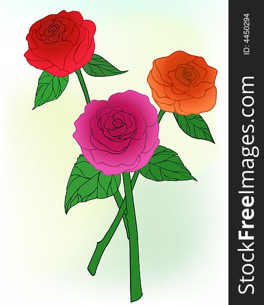 Illustration of blooming rose flowers. Illustration of blooming rose flowers.