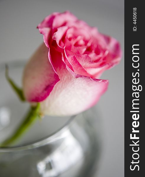 Pink rose in a glass. Pink rose in a glass