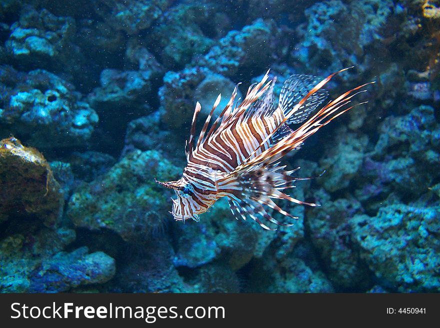 Lion fish by a reef.