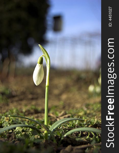 First day of spring. First snowdrop