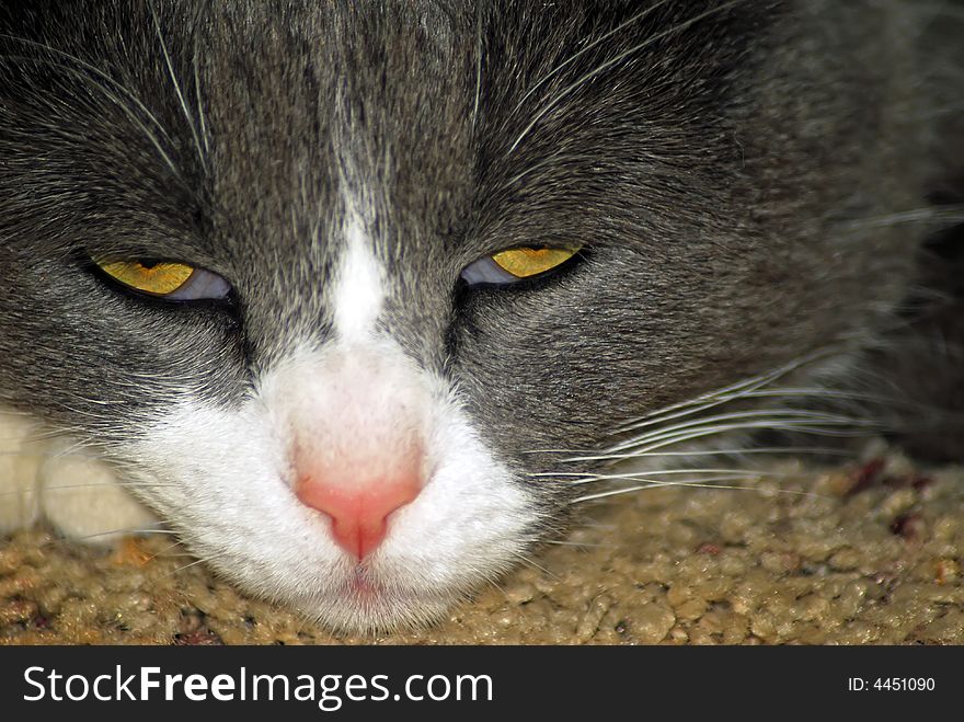 Close up of grey and white domestic cat's drowsy face.