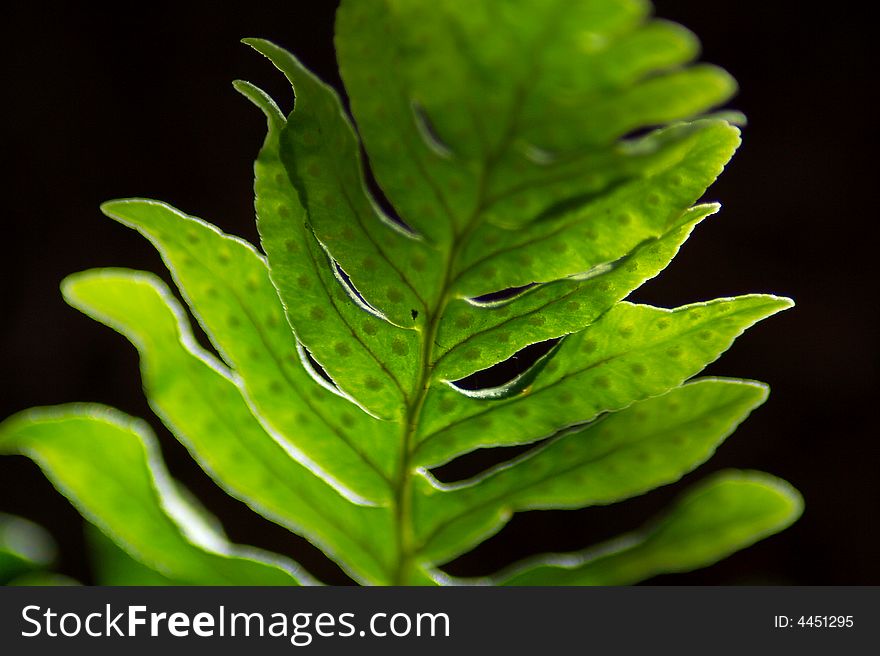 Close-up  of a fern leaf