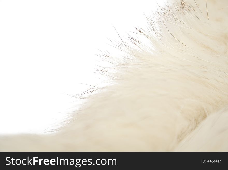 Animal fluff on the white background